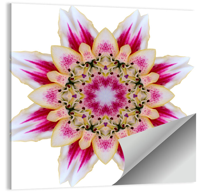 Pink Lily Star Mandala Pattern Wall Art as a poster print