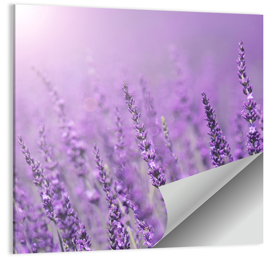 Sunlit Lavender Field Wall Art