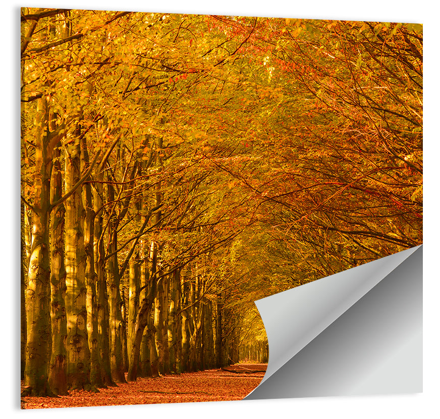 Golden Beech Tree Tunnel in Autumn Wall Art