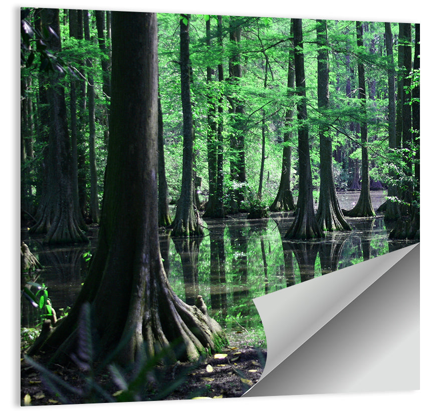 Congaree Swamp Reflection Wall Art