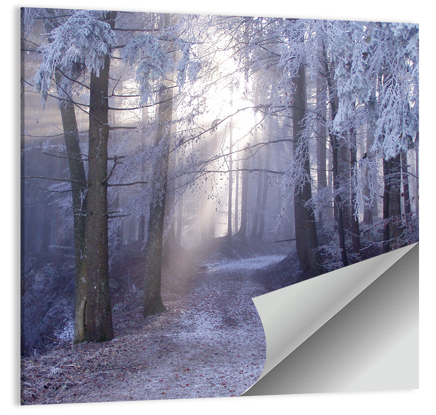 Frosted Forest Path at Dawn Wall Art