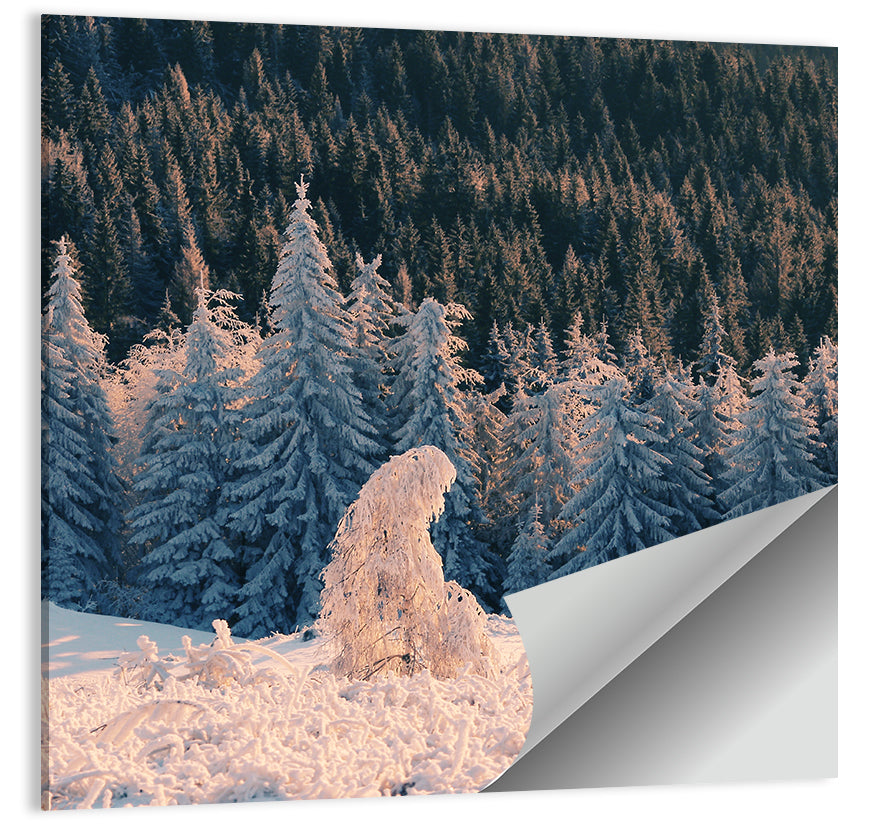 Snowy Carpathian Forest Wall Art