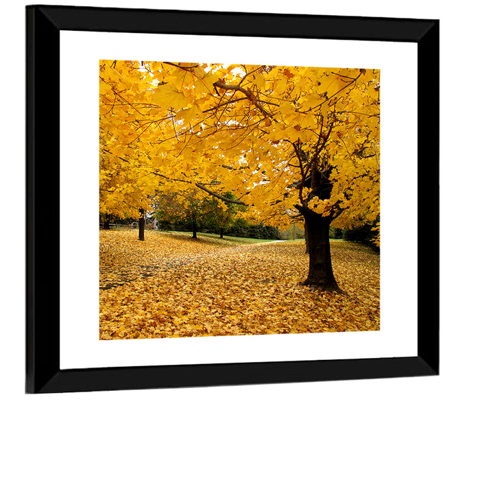 Baltimore Autumn Foliage Wall Art as a framed print