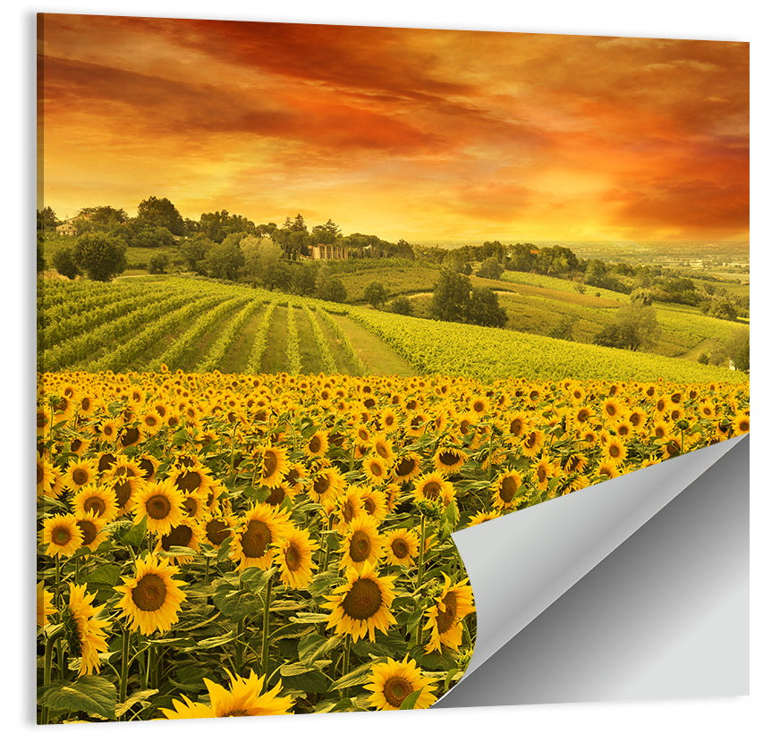 Sunflower Field at Golden Hour Wall Art
