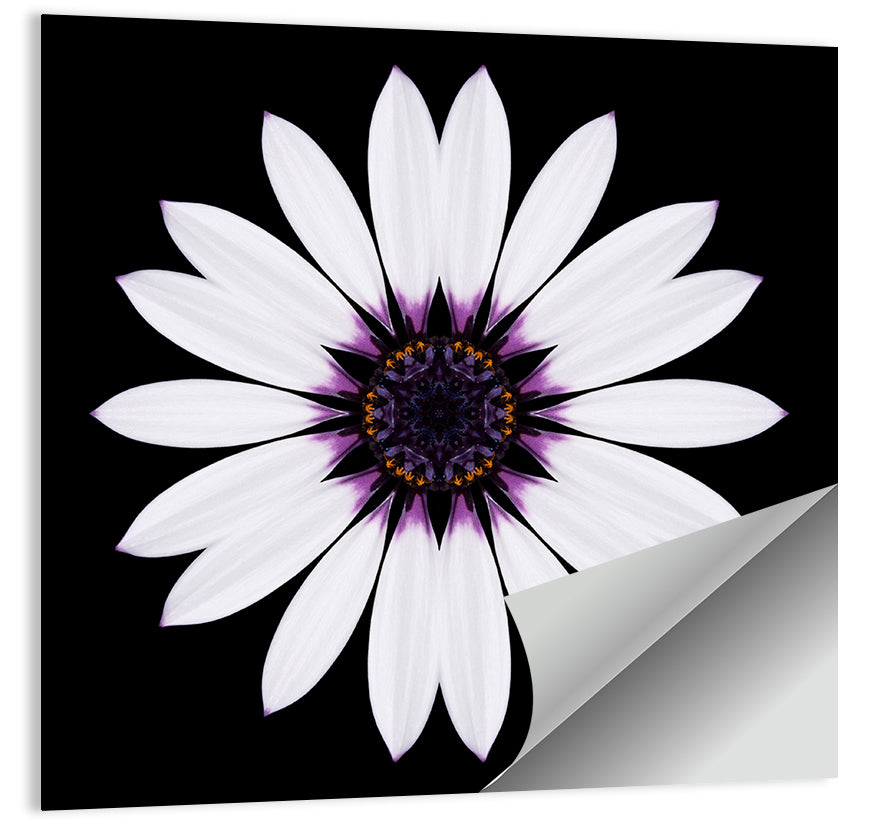 White Daisy Mandala on Black Wall Art