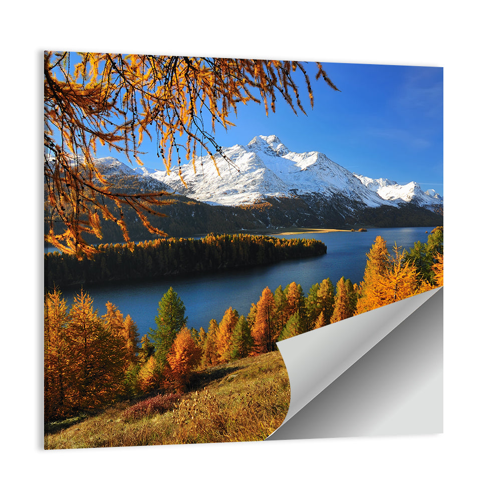 Silsersee Larches and Swiss Alps Wall Art