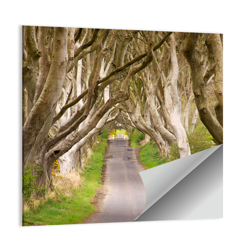 Dark Hedges, Northern Ireland Wall Art