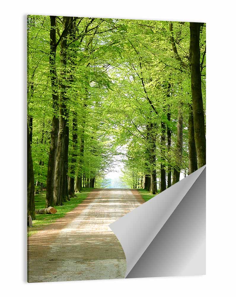 Sunlit Tree-lined Path Wall Art