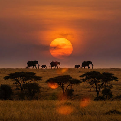 Elephant wall art, silhouettes of an elephant family walking across the savanna under a large orange sun