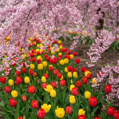 Flower wall art showing red and yellow tulips in bloom beside pink cherry blossom branches