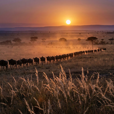Safari wall art, a line of wildebeest in silhouette crossing an open African savanna at sunset