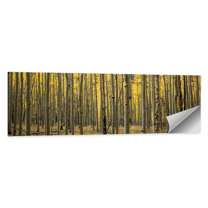 Golden Aspen Grove, Colorado Wall Art as a poster print