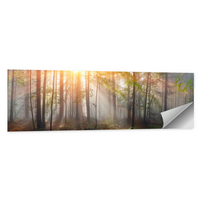 Carpathian Morning Forest Wall Art as a poster print