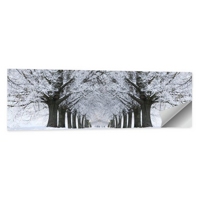 Snow-covered Tree Alley Wall Art as a poster print