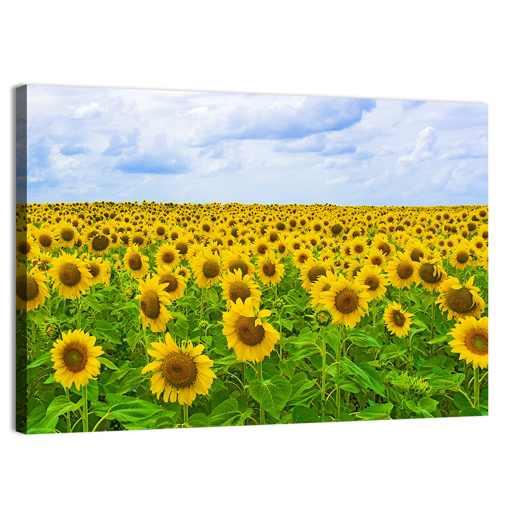 Sunflower Field Under Blue Sky Wall Art
