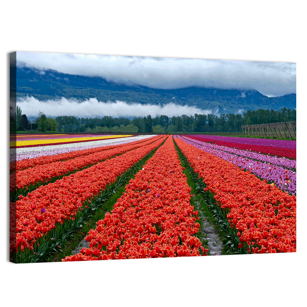 Tulip Festival In Chilliwack Wall Art