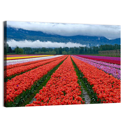 Tulip Festival In Chilliwack Wall Art