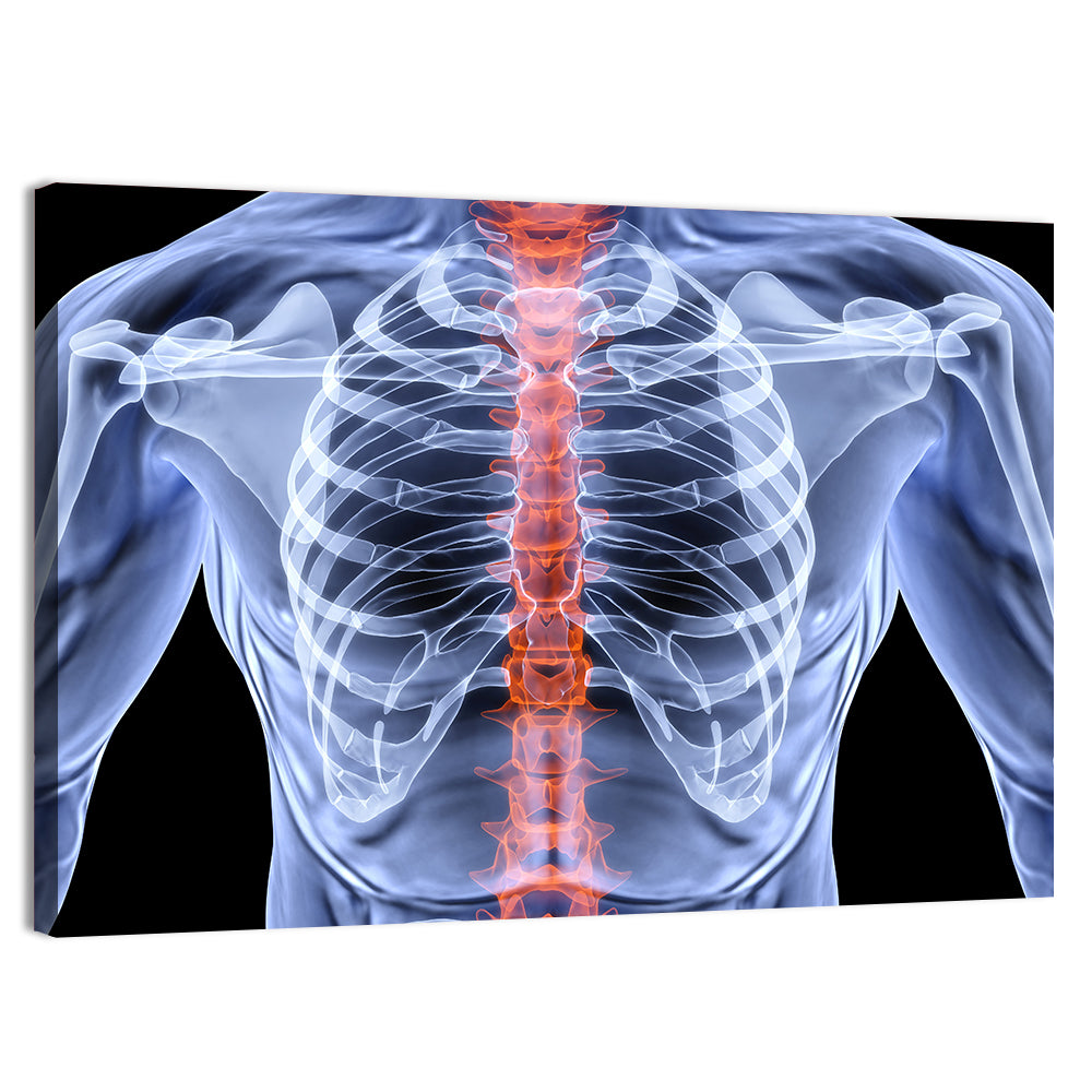 Male Spine X-ray Illustration Wall Art, canvas print, landscape