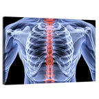 Male Spine X-ray Illustration Wall Art
