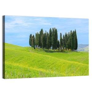 Cypress Trees In Tuscany Wall Art