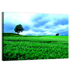 Biei Hill with Lone Tree, Hokkaido Wall Art