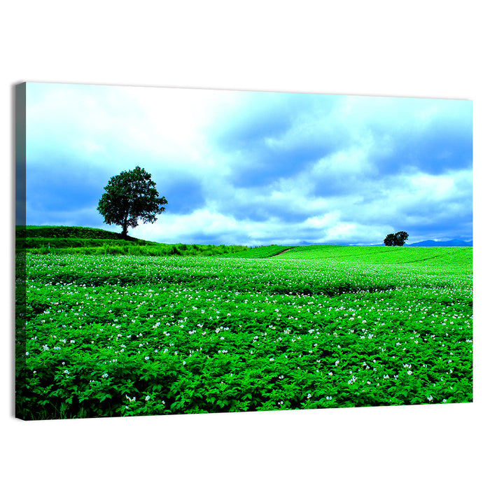 Biei Hill with Lone Tree, Hokkaido Wall Art as a canvas print
