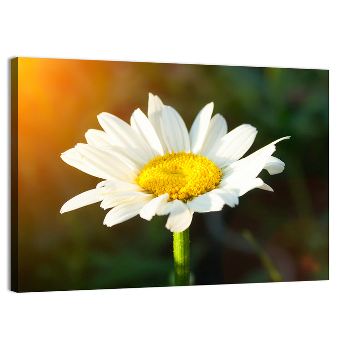 Single Daisy at Sunset Wall Art as a canvas print