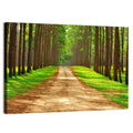 Thailand Pine Forest Path Wall Art