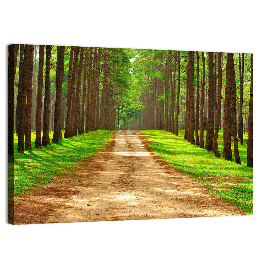 Thailand Pine Forest Path Wall Art, canvas print, landscape