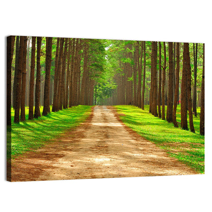 Thailand Pine Forest Path Wall Art