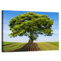 Solitary Tree on Plowed Hill Wall Art
