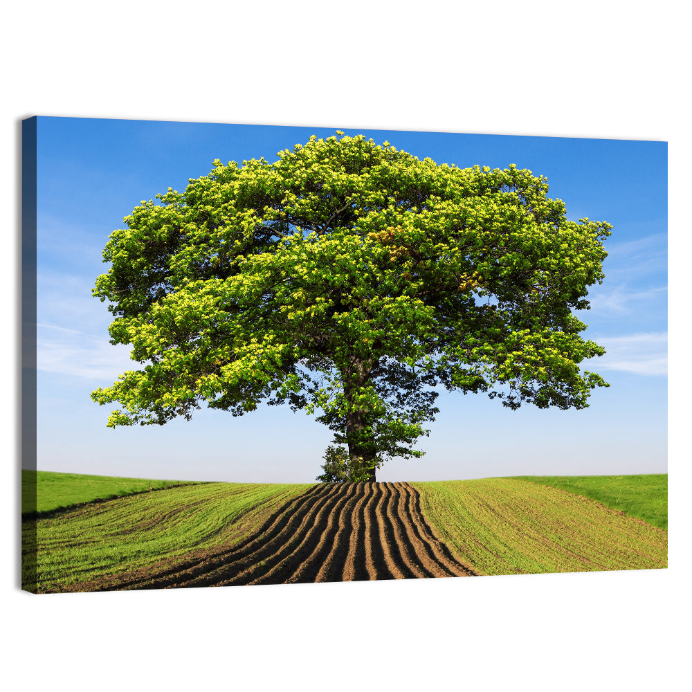 Solitary Tree on Plowed Hill Wall Art, canvas print, landscape