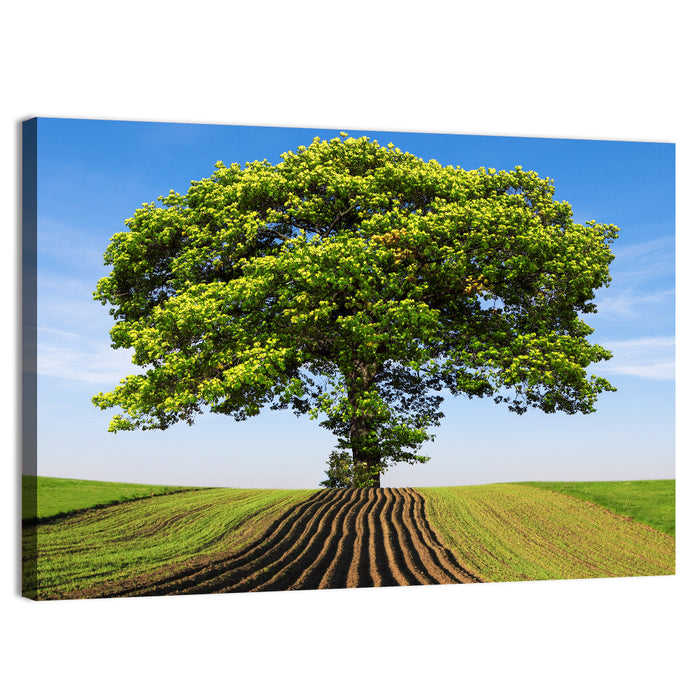 Solitary Tree on Plowed Hill Wall Art as a canvas print