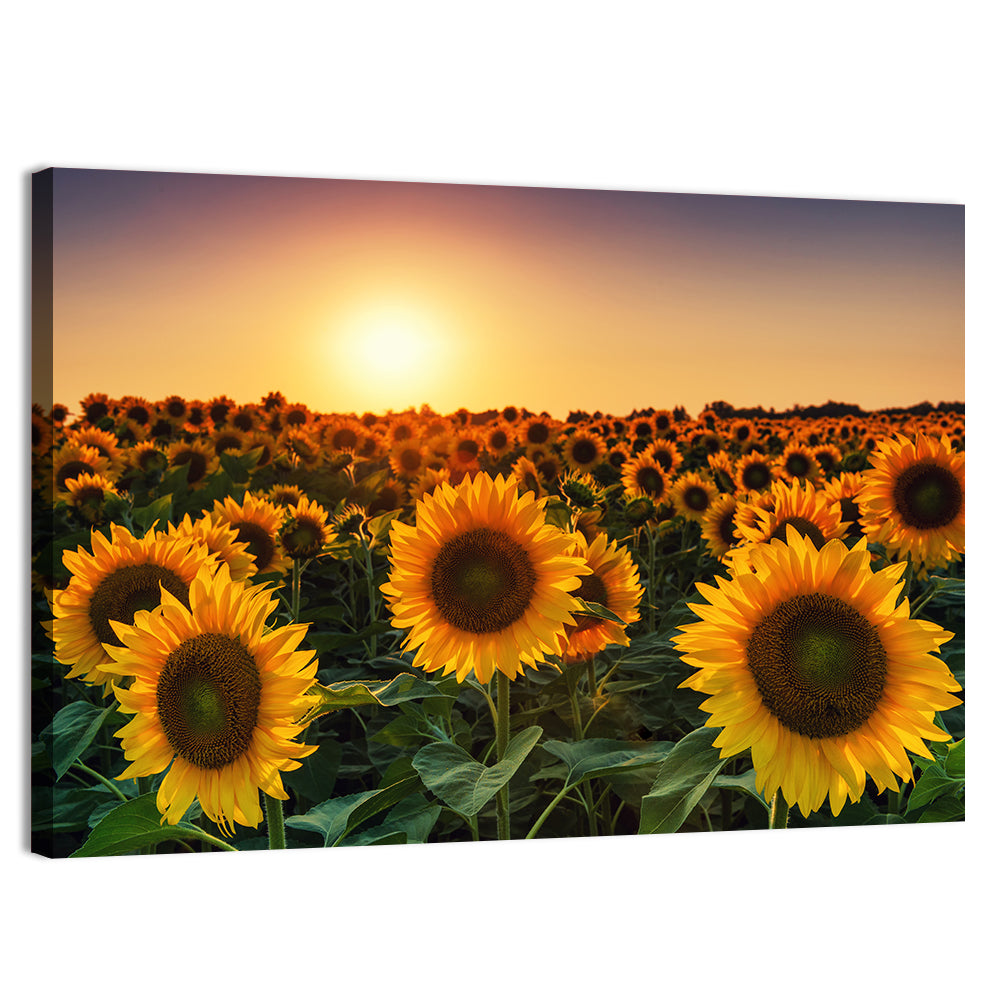 Sunflower Field at Sunset Wall Art