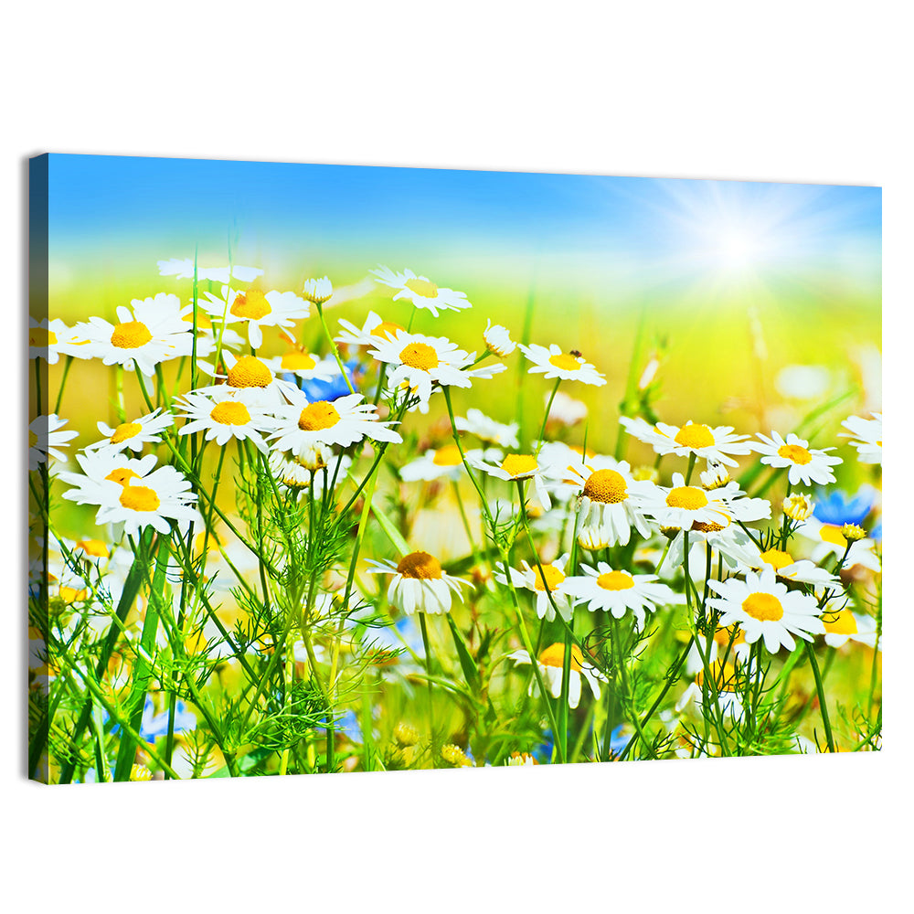 Sunlit Daisy Field Wall Art