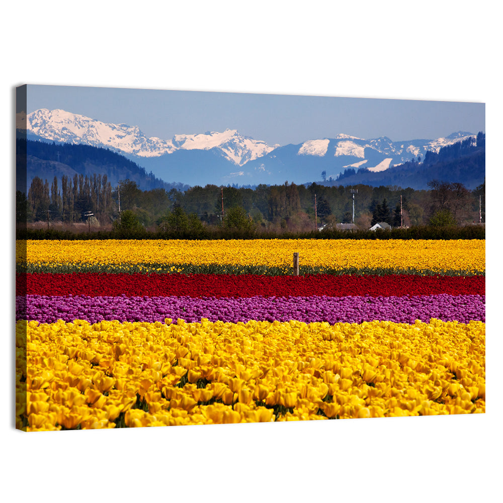 Skagit Valley Spring Daffodils Wall Art