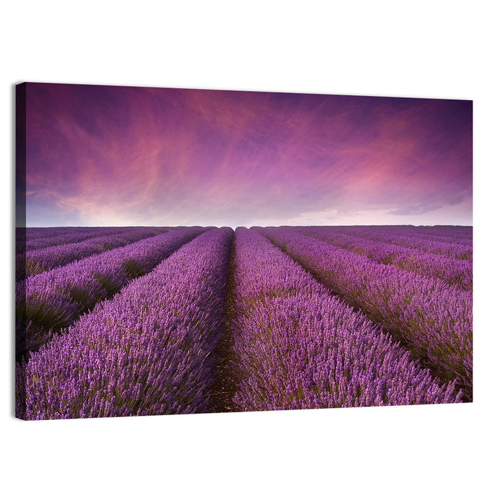 Lavender Field Sunset Wall Art as a canvas print