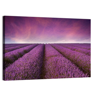 Lavender Field Sunset Wall Art