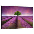 Lavender Field at Sunset Wall Art