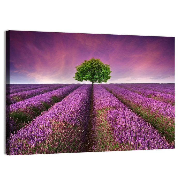 Lavender Field at Sunset Wall Art as a canvas print