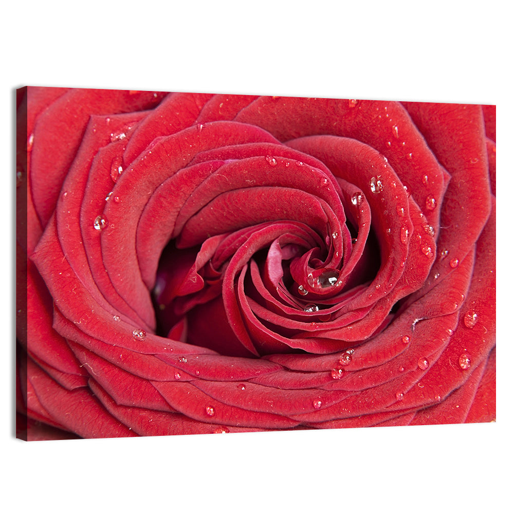 Crimson Rose Spiral Closeup Wall Art