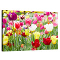 Spring Tulip Close-up Wall Art