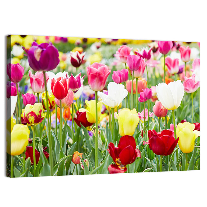 Spring Tulip Close-up Wall Art as a canvas print