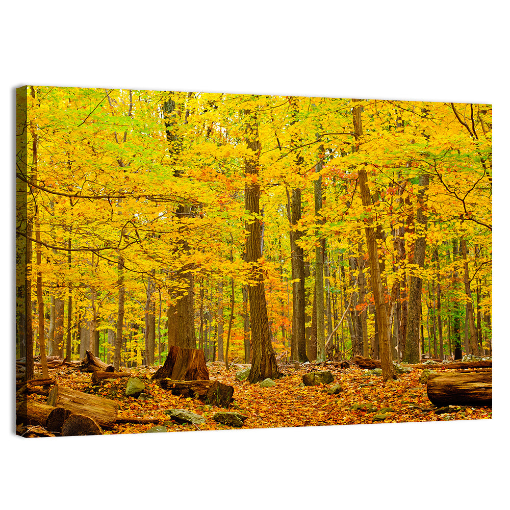 Catoctin Autumn Forest Wall Art