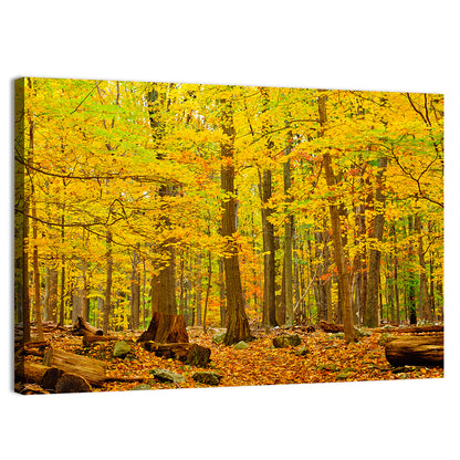 Catoctin Autumn Forest Wall Art