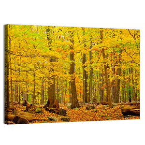 Autumn In Catoctin Mountain Park Wall Art