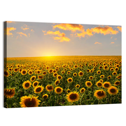 Sunflower Field at Sunset Wall Art