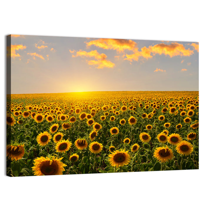 Sunflower Field at Sunset Wall Art as a canvas print