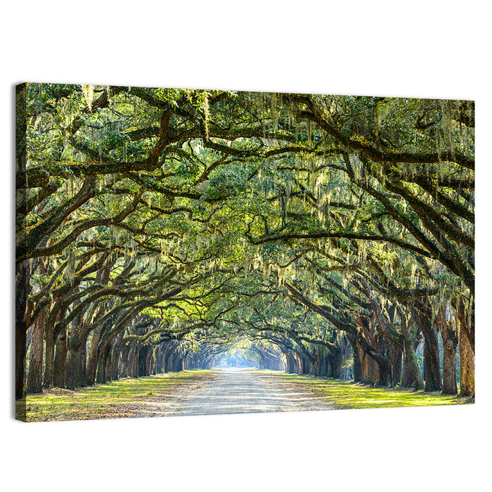 Spanish Moss Oak Alley Wall Art as a canvas print