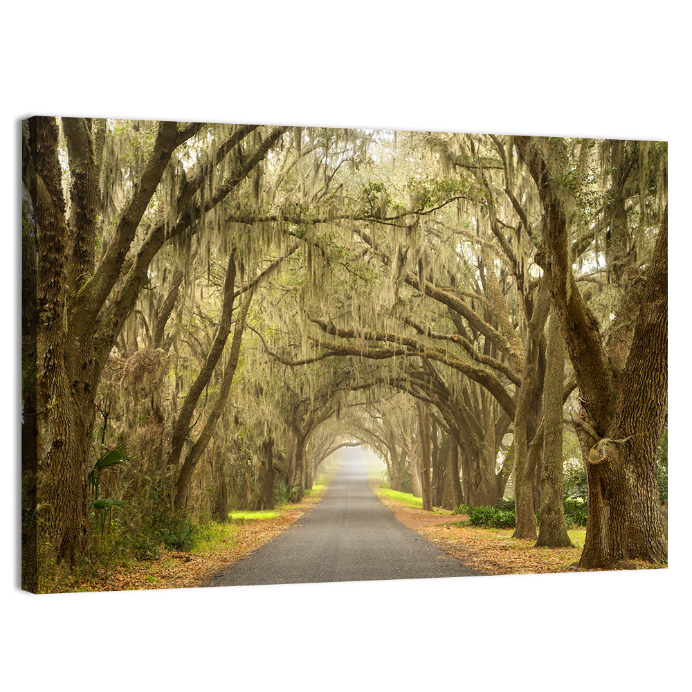 Spanish Moss Country Road Wall Art, canvas print, landscape